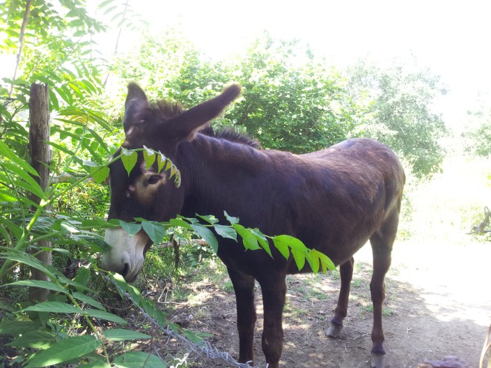 civita di bagnoregio